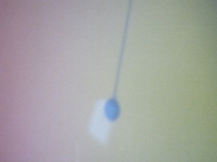 https://florence-cats.com:443/files/gimgs/th-197_10:05 twilght28 17 pendulum recadré.jpg